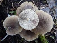 Laubholz-Mürbling, Foto 7