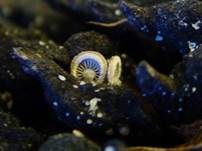 Laubholz-Muschelfüßchen, Foto 5