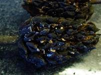 Laubholz-Muschelfüßchen, Foto 7