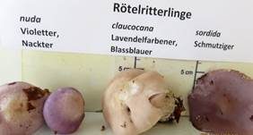 Lavendelfarbener Rötelritterling, Foto 15