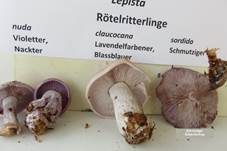 Lavendelfarbener Rötelritterling, Foto 16