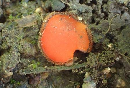 Le Gal's Schildborstling, Foto 2