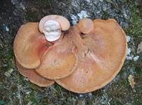 Leberreischling, Foto 12