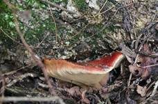 Leberreischling, Foto 23