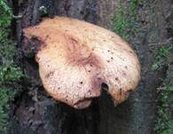 Leberreischling, Foto 8