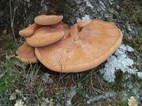 Leberreischling, Foto 11