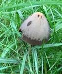 Lederbrauner Faserling, Foto 23