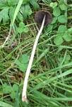 Lederbrauner Faserling, Foto 27
