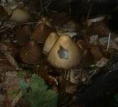 Lederbrauner Faserling, Foto 7