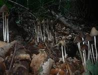 Lederbrauner Faserling, Foto 8