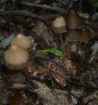 Lederbrauner Faserling, Foto 11