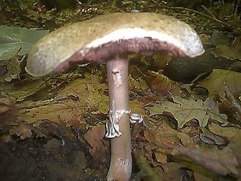 Ledergelber Egerling, Foto 3