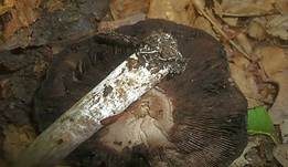 Ledergelber Egerling, Foto 6