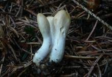 Ledergelbes Pustelkeulchen, Foto 7