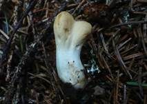 Ledergelbes Pustelkeulchen, Foto 8