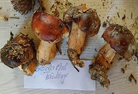 Lederstieltäubling, Foto 2