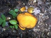 Leuchtender Prachtbecherling, Foto 6