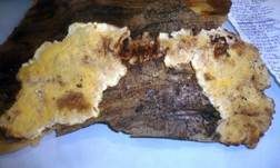 Leuchtender Weichporling, Foto 24