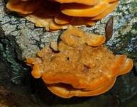 Leuchtender Weichporling, Foto 26