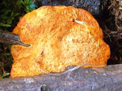 Leuchtender Weichporling, Foto 5