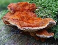 Leuchtender Weichporling, Foto 8