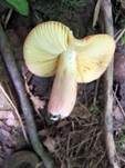 Leuchtendroter Täubling, Foto 16