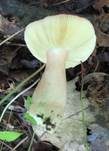 Leuchtendroter Täubling, Foto 17