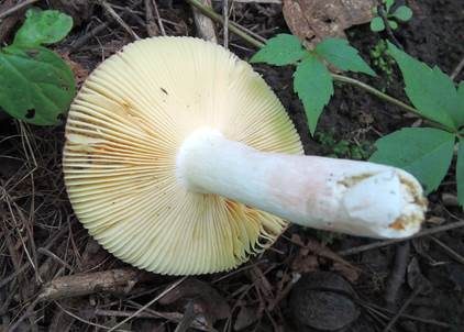 Leuchtendroter Täubling, Foto 4