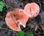 Leuchtendroter Täubling, Foto 8