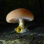 Adernseitling, Foto 10