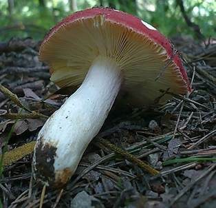 Bitterer Zinnobertäubling, Foto 3