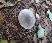 Lilagrauer Egerlingsschirmling, Foto 6