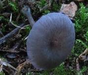 Lilagrauer Nabelrötling, Foto 6