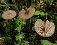 Lilagrauer Nabelrötling, Foto 10