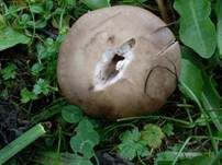 Lilastieliger Rötelritterling, Foto 7