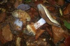 Bitterlicher Klumpfuß, Foto 11