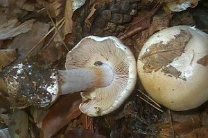 Bitterlicher Klumpfuß, Foto 1