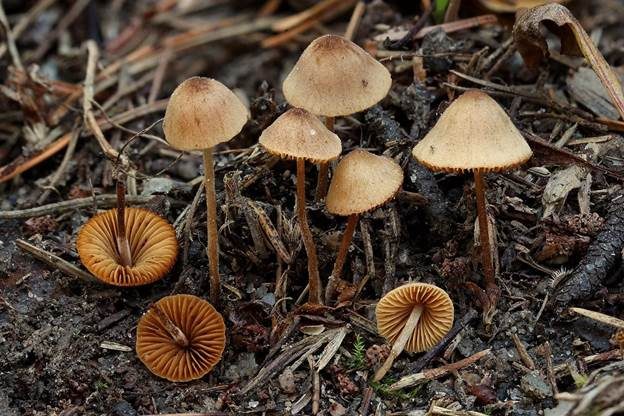 Linsensporiges Samthäubchen, Foto 2