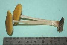 Löwengelber Dachpilz, Foto 8