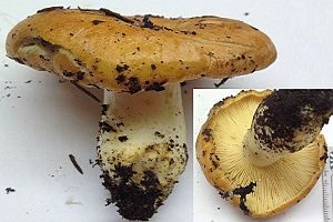 Löwengelber Milchling, Foto 1