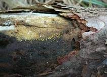 Madensporiges Knopfbecherchen, Foto 13