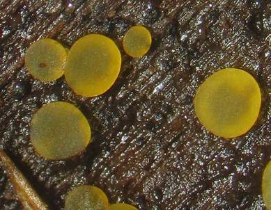 Madensporiges Knopfbecherchen, Foto 5