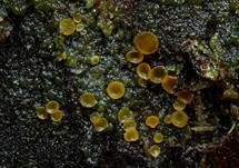 Madensporiges Knopfbecherchen, Foto 6