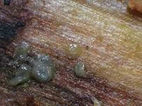Madensporiges Knopfbecherchen, Foto 11