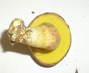 Mährischer Filzröhrling, Foto 6