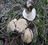 Mairitterling, Foto 13