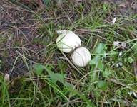 Mairitterling, Foto 21