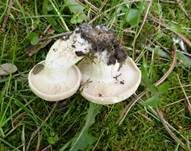 Mairitterling, Foto 22