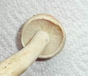 Mairitterling, Foto 30