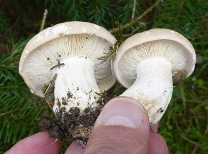 Mairitterling, Foto 5